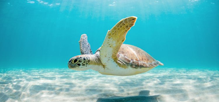 Angebot: 14 Nächte – Karibische Inselwelten